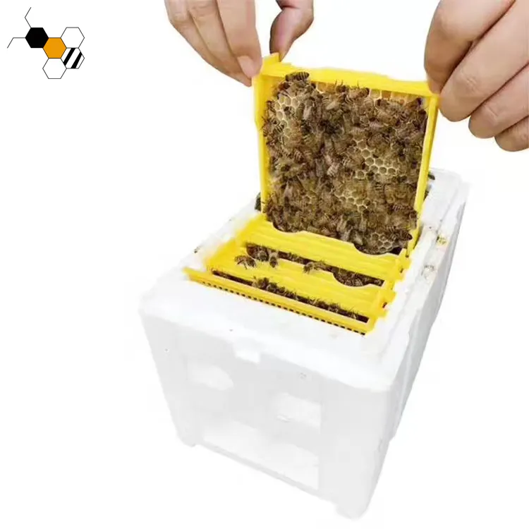 Scatola di plastica per bee Honey Queen Bee Hive Nuc box Mini scatole di accoppiamento per api