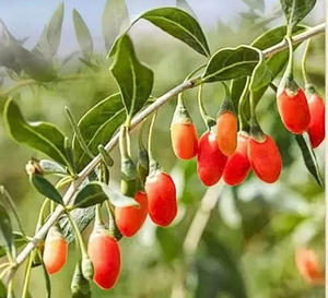 Baies de Goji Rouges Séchées Authentiques de Ningxia Lycium Barbarum, Goût Sucré, 100g, Emballage en Sachet pour Vin Moussant, Durée de Conservation de 12 Mois - Product Image 3