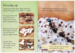 <span class=keywords><strong>10</strong></span> Volúmenes de Libros de Tapa Dura Usborne para Principiantes, Libros de Naturaleza, Libros para Colorear para Niños - Product Image 2
