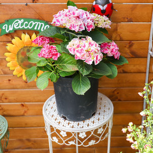 Ensemble de trois supports à fleurs hauts de style pastoral, combinaison de supports pour plantes en <span class=keywords><strong>pot</strong></span> (Pothos), décoration de <span class=keywords><strong>balcon</strong></span> et d'escalier à niveaux, finition vieillie - Product Image 4