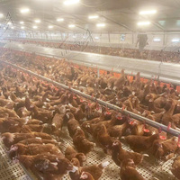Système d'alimentation automatique en chaîne pour volailles, équipement avicole automatique pour poules pondeuses