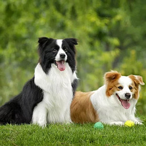 Thân Thiện Với Môi Nhân Tạo Dog <span class=keywords><strong>Turf</strong></span> Tổng Hợp Thảm Tốt Hệ Thống Thoát Nước Nhựa Pet <span class=keywords><strong>Mat</strong></span> Cho Trong Nhà Vườn Ngoài Trời Bóng Rổ Bóng Đá-Bán - Product Image 3