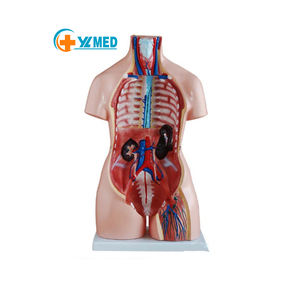 Modèle anatomique d'éducation médicale, modèle de torse humain en plastique, modèle de sexe double - Product Image 1