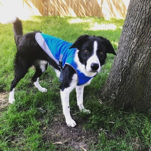 Chaleco refrigerante para perros, chaqueta transpirable de verano para perros, fresco, fresco - Product Image 5