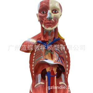 Modèle de muscles et d'organes internes du corps humain pour l'enseignement médical, anatomie musculaire et viscérale humaine adulte, 170 cm - Product Image 2