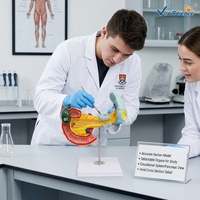 Modelo de Simulación de Enfermedades Biliares y del Páncreas con Cálculos Biliares y Tumor de Pancreatitis para Entrenamiento Médico, con Certificaciones CE/ISO/ROHS/CNAS