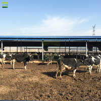 Solution complète pour ferme laitière de 500 vaches, incluant un refroidisseur d'air évaporatif, un réservoir à lait en acier inoxydable et des abreuvoirs pour vaches.