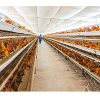 Cage à poules pondeuses de type A à 3/4 niveaux, galvanisée à chaud, grand espace, équipement d'élevage avicole pour la production d'œufs
