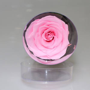 Source d'herbe à longue tige, <span class=keywords><strong>rose</strong></span> <span class=keywords><strong>blanche</strong></span>, <span class=keywords><strong>rose</strong></span> conservée, cadeau de promotion, bon marché, offre spéciale - Product Image 4