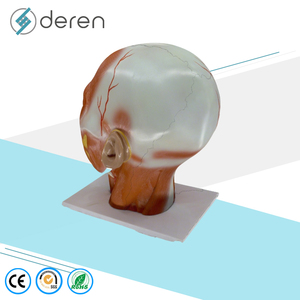 แบบจำลองกายวิภาคกล้ามเนื้อศีรษะและใบหน้ามนุษย์ DRS3011A ทำจาก PVC ขนาดเท่าของจริง 3 มิติ สำหรับการศึกษาทางการแพทย์และการทดลองในห้องปฏิบัติการโรงเรียน - Product Image 3