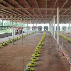 Sistema de bebedero automático para pollos, línea para criar pollos en el suelo