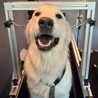 Equipo de Cinta de Correr para Perros Personalizado con Marco de Aluminio y Lamas de Nailon en Oferta