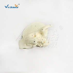 Fournisseur direct d'usine de modèle d'os temporel humain à l'échelle 5x avec structure de cavité tympanique détachable pour l'anatomie médicale - Product Image 4