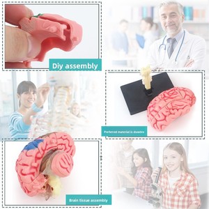 Kits de Enseñanza Médica, <span class=keywords><strong>Educación</strong></span> Temprana, Modelo 4D de Órganos, Huesos <span class=keywords><strong>y</strong></span> Cerebro Humanos, Material Plástico, Juguete Educativo de Ensamblaje DIY para Niños - Product Image 5