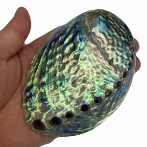 Fabriek Direct Haar Blauw En Groen Grote Conch Abalone Shell Creatieve Thuis Craft Sieraden Shell Ornamenten Geroosterde Rat