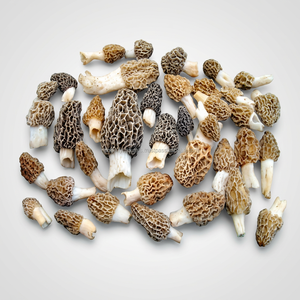 Proveedor Mayorista de Morillas Secas de la India - 100 kg MOQ Suplemento Herbal Superalimento - Product Image 1