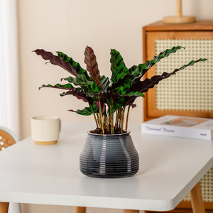 Pot <span class=keywords><strong>de</strong></span> fleurs <span class=keywords><strong>en</strong></span> plastique Meixuan, auto-absorbant, respirant, à transmission <span class=keywords><strong>de</strong></span> lumière, durable, pour la <span class=keywords><strong>culture</strong></span> hydroponique et le jardinage à domicile - Product Image 5