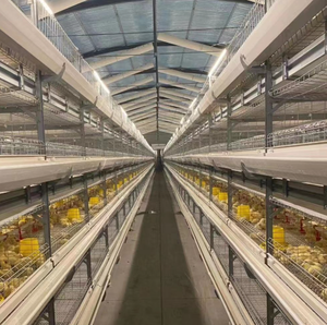 Équipement d'élevage avicole automatique 3 niveaux 60 poulets, cage à batterie <span class=keywords><strong>pour</strong></span> poulets de chair et poules pondeuses - Product Image 3