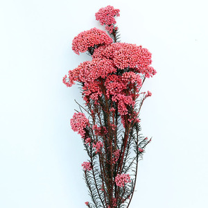 100g/paquet naturel véritable décoratif préservé fleur de riz séché Bouquet pour la maison mariage fête fleur Arrangement <span class=keywords><strong>boutique</strong></span> - Product Image 6