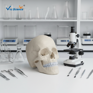 Modèle d'osselet humain en ostéopathie, 22 parties, version anatomique, modèle d'anatomie du crâne, modèle <span class=keywords><strong>de</strong></span> base du crâne - Product Image 4