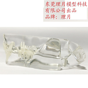 Modèle d'anatomie dentaire féline Ritsuki en résine transparente, mâchoire supérieure et inférieure de chat, spécimen pédagogique vétérinaire taille réelle - Product Image 4