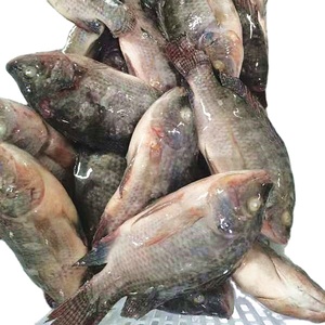 10% 20% <span class=keywords><strong>ปลา</strong></span>นิลแช่แข็งสำหรับใช้ในโรงงานผลิต<span class=keywords><strong>อาหาร</strong></span> - Product Image 3