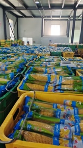 Tất cả ngô ngọt đông lạnh chân không tự nhiên trên lõi ngô - Product Image 5