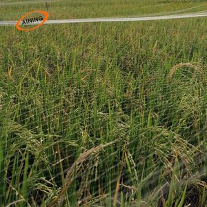 <span class=keywords><strong>Filet</strong></span> anti-oiseaux pour élevage <span class=keywords><strong>de</strong></span> crevettes, riziculture et arbres fruitiers (<span class=keywords><strong>cerisier</strong></span>, pommier) - Product Image 4