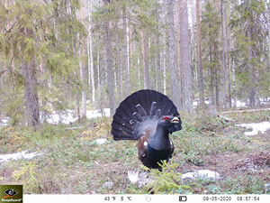 4G Caméra KG895 Caméras De <span class=keywords><strong>Chasse</strong></span> 30MP 1080P <span class=keywords><strong>SMS</strong></span> Faune Infrarouge Caméras de Vision Nocturne MMS Piège Photographique - Product Image 6