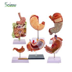 मानव गैस्ट्रिक कॉर्पोनल अनुभाग शरीर रचना रचना रचना रचना मॉडल - Product Image 1