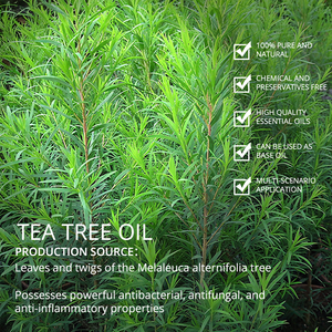 Bulk <b>Tea</b> Tree Oil Wholesale Price Bulk Private Label 100% Pure Natural Organic for Making Bacteriostat - Product Image 4