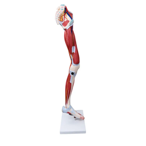 Mô hình cơ bắp của con người Mô hình giải phẫu cơ bắp của con người chân 13 phần - Product Image 4