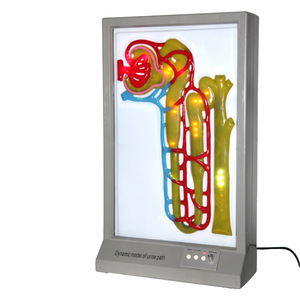 GelsonLab HSEM-004 eléctrico urinario formación modelo urinario camino modelo - Product Image 2