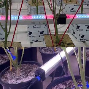 مخصص تحت الكانبي x4 طيف كامل أحمر بعيد 2w samm301b 281b تحت مظلة أضواء Led تنمو شريط R2t W V للنباتات - Product Image 2