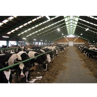 Bâtiment Agricole Industriel Préfabriqué en Acier pour Étables à Bovins et Ovins, Structure Acier Économique, Garantie 1 An, Résistance au Vent 121+ Mph