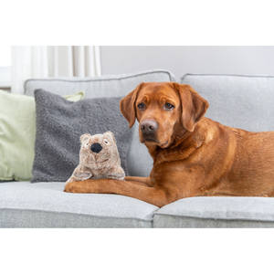 Peluche de Koala de 25 cm, Animal de Peluche Suave para Mascotas, Juego Interactivo - Product Image 3