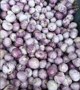 Export di alta qualità fresco viola bianco singolo spicchio aglio Solo aglio aglio solitario all'ingrosso