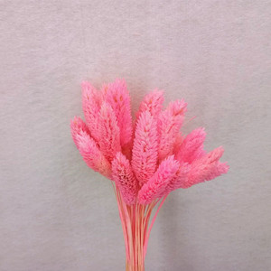 Mini flor seca Natural pequeña gema hierba <span class=keywords><strong>Phalaris</strong></span> - Product Image 2