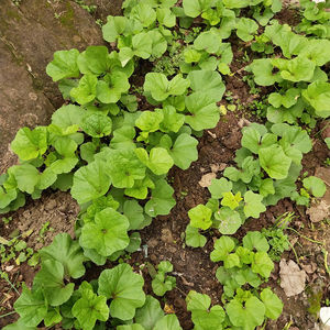 Dong Kui Zi, Hierba Cruda, Semilla de Malva Seca, Semilla de <span class=keywords><strong>Melva</strong></span> Crispa en Venta - Product Image 6