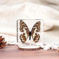Papillon en résine véritable, presse-papier, insecte, livre, spécimen d'insecte en ambre véritable, artisanat, ornements, objets de collection