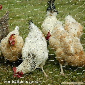 Malla hexagonal galvanizada de buena calidad para <span class=keywords><strong>jaula</strong></span> de pájaros rollo de red de pollo - Product Image 6