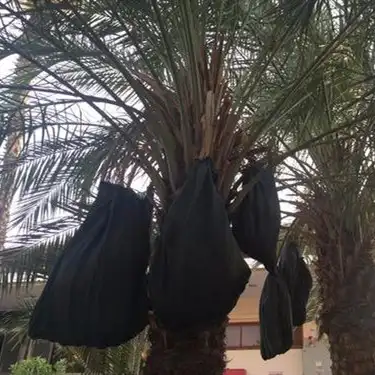 High quality date palms cover and protection mesh bags