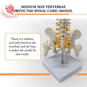 Columna vertebral tamaño mediano FRT017 incluye <span class=keywords><strong>cartílago</strong></span> <span class=keywords><strong>de</strong></span> raíz nerviosa modelo <span class=keywords><strong>de</strong></span> enseñanza médica - Product Image 6