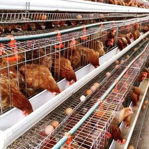 Gabbia per Galline Ovaiole a 4 Livelli, 128 Posti, Tipo a Batteria, Antiruggine, in Acciaio Zincato per Allevamenti Avicoli - Product Image 1