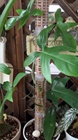 Mousse de poteau transparente de 20 pouces pour plantes d'intérieur en matière plastique durable