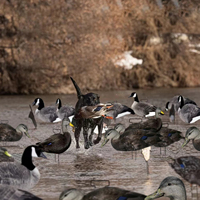 Leurre personnalisé réaliste en plastique étanche anti-rayures silhouette de canard noir entièrement floqué leurres leurres de chasse au canard