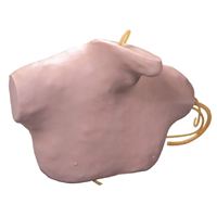 Modèle de formation à la ponction veineuse centrale guidée par ultrasons KyrenMed pour la ponction veineuse jugulaire interne et la ponction veineuse sous-clavière