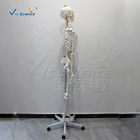 Modelo de Esqueleto Humano de 170 cm con Marcas de Origen e Inserción Muscular, Modelo de Anatomía Ósea de Cuerpo Completo para Enseñanza Médica