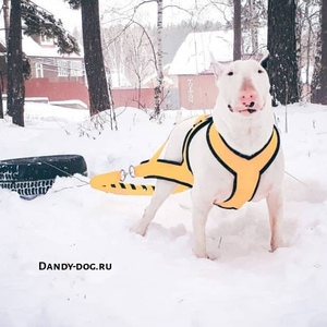 Adjustable <strong>Weighted</strong> <strong>Dog</strong> Training <strong>Vest</strong> With Training For Large <strong>Dogs</strong> Pet Training Sled Weight Pull Harness for <strong>Dog</strong> - Product Image 3