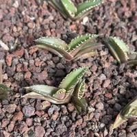 Penjualan Grosir Bunga Kering Rumput Pampas Dekorasi Rumah untuk Natal dan Hari Valentine.